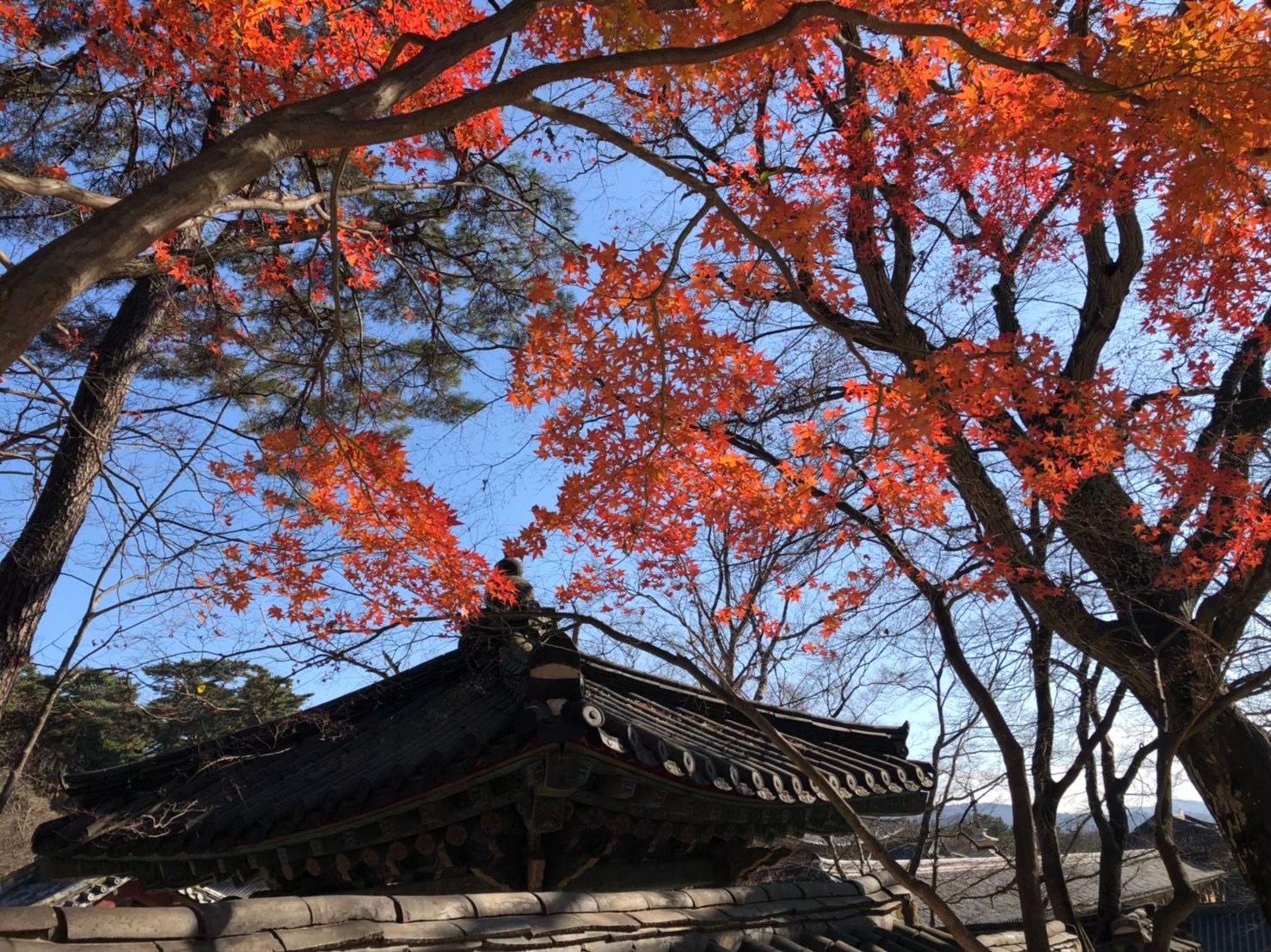 Read more about the article 釜山慶州賞楓文化巡禮